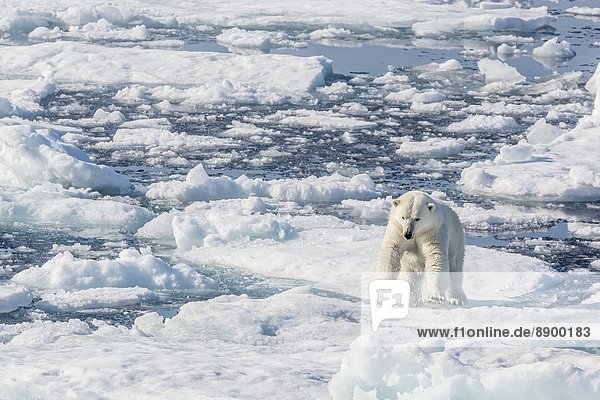 Bär  springen  Eis  Nordamerika  Eisscholle  Erwachsener  Kanada  Nunavut