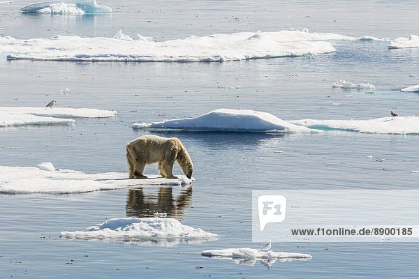 Bär  Eis  Nordamerika  Eisscholle  Erwachsener  Kanada  Nunavut