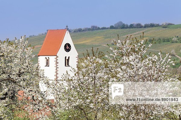 Europa  Tal  Kirsche  Blüte  Kirche  Schwarzwald  Deutschland