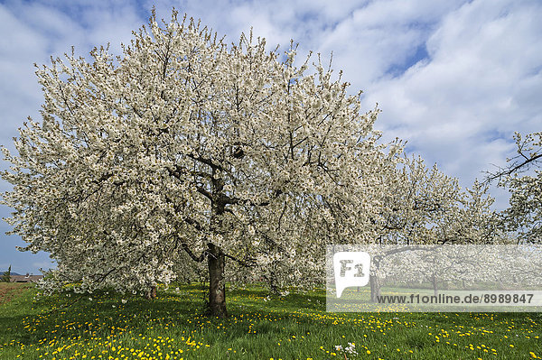 Blühende Kirschbäume (Prunus avium)  Nuschelberg  Mittelfranken  Bayern  Deutschland