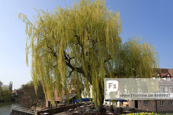 Große Trauerweide (Salix x sepulcralis) Lauf an der Pegnitz Mittelfranken Bayern Deutschland