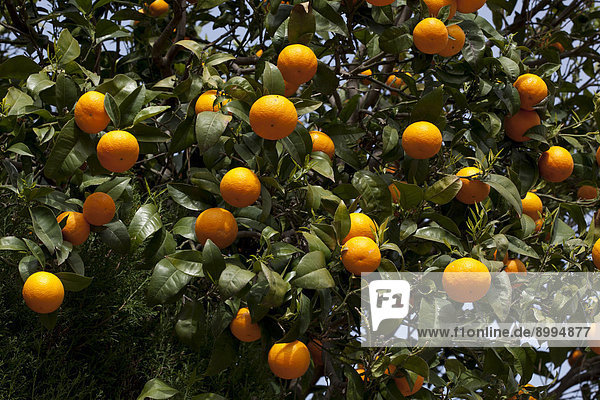 Orange tree  Majorca  Balearic Islands  Spain