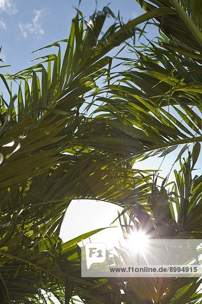 Palmenblatt Dominikanische Republik Sonne