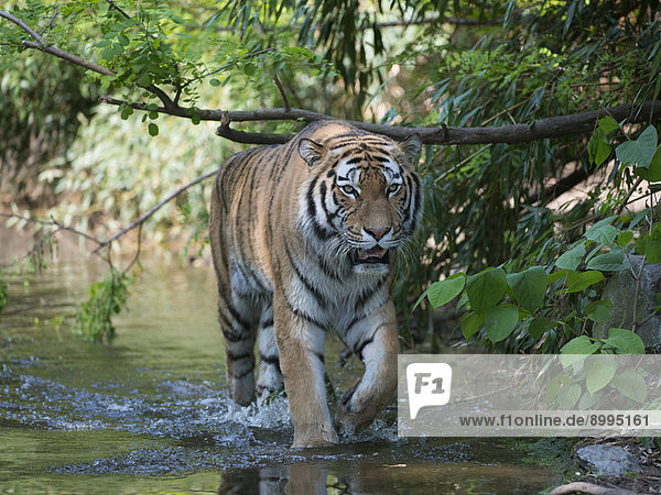 Sibirischer Tiger (Panthera tigris altaica)  Zoo Duisburg  Duisburg  Nordrhein-Westfalen  Deutschland
