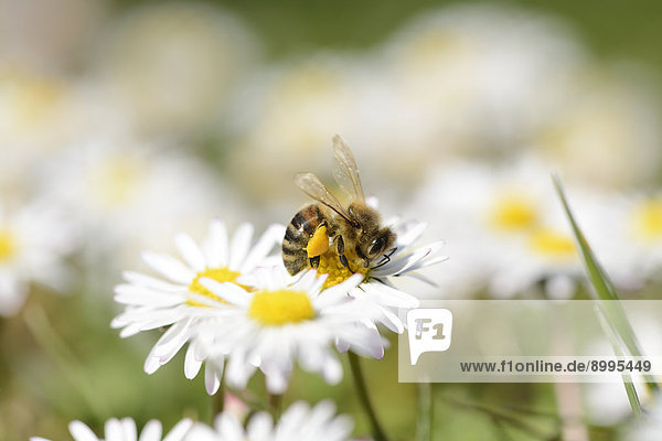 Close-up einer Honigbiene auf einem Gänseblümchen