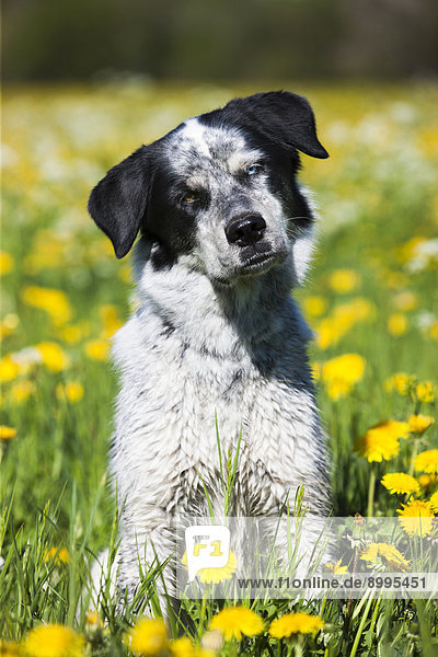 Husky-Münsterländer-Labrador-Mischlingshund  schwarz-weiß-gefleckter Rüde sitzt in Löwenzahnwiese  Österreich