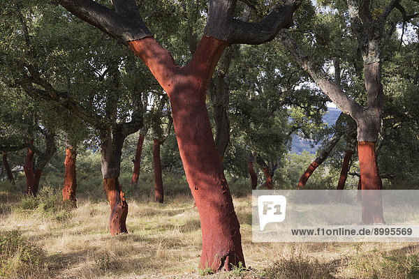 Kürzlich geschälte Korkeichen (Quercus suber) in der Sierra de Grazalema  Provinz Málaga  Andalusien  Spanien