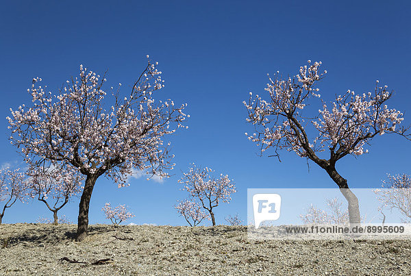 Mandelbäume (Prunus dulcis) in voller Blüte  Plantage  Provinz Almería  Andalusien  Spanien