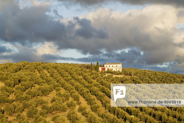Cultivated Olive trees (Olea europaea) and farmhouse  Málaga province  Andalusia  Spain