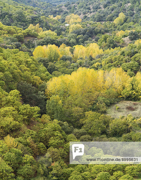 Edelkastanien (Castanea sativa) und Pappeln (Populus sp.) im Herbst  Tal des Río Genal  Provinz Málaga  Andalusien  Spanien