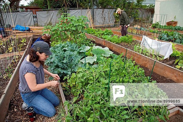 Garden members are starting to harvest their crops at The Venice Community Garden  California  USA
