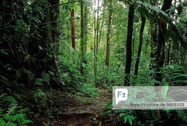 Lowland tropical rainforest  Way Kambas National Park  Sumatra  Indonesia