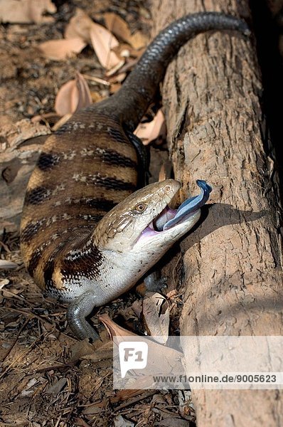 Frilled lizard threat display with frill expanded,  Garig Gunak Barlu National Park,  Cobourg Peninsula,  Northern Territory,  Australia