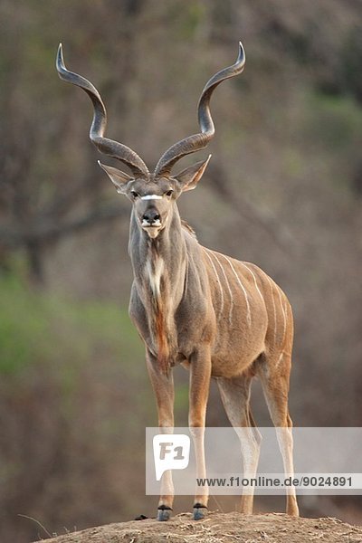 Kudu Stier - Tragelaphus strepsiceros  Mana Pools Nationalpark  Simbabwe