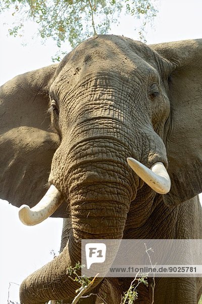 Afrikanischer Elefant - Loxodonta africana