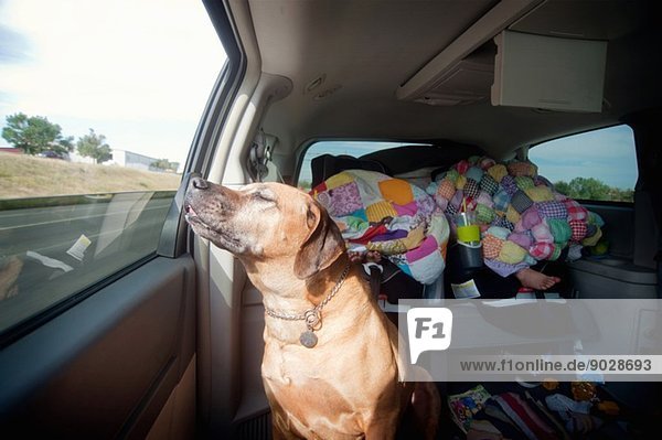 Dog in car back seat enjoying journey