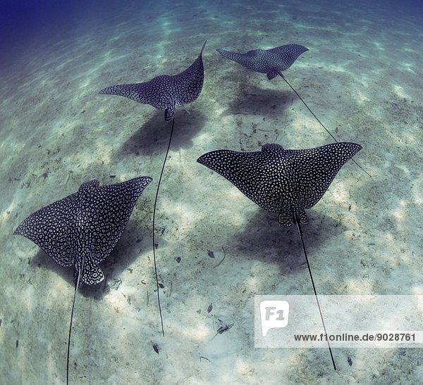 Schooling Eagle rays.