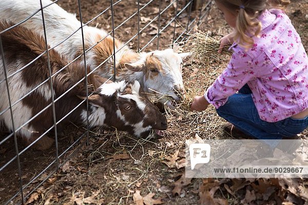 Junges Mädchen füttert Ziegen unter dem Zaun