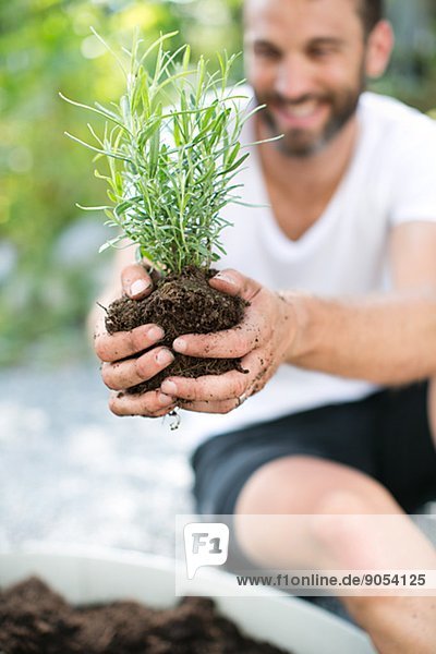 Mid adult man planting lavender plant  Sweden
