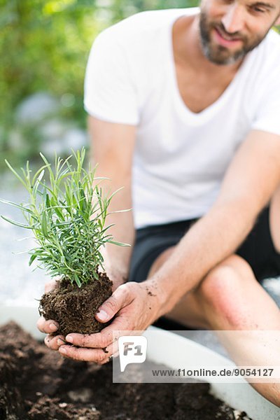 Mid adult man planting lavender plant  Sweden