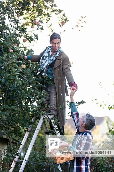 Mature couple picking apples  Stockholm  Sweden