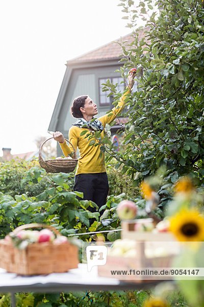Woman picking apples in garden  Stockholm  Sweden
