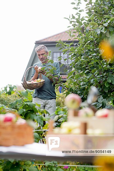 Man picking apples in garden  Stockholm  Sweden
