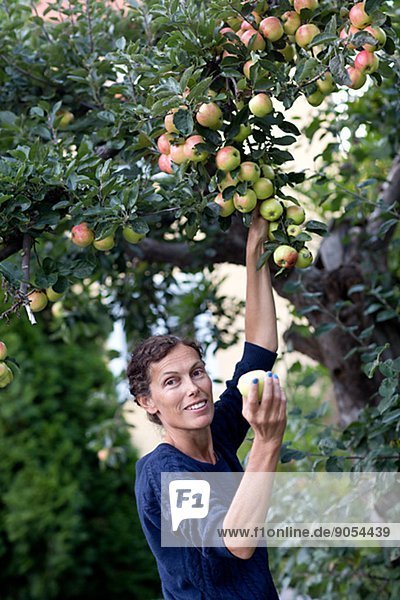 Mature woman picking apples  Stockholm  Sweden