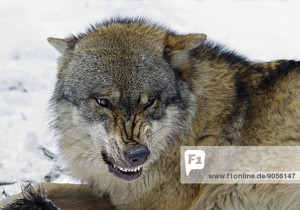 Wolf mit drohender Gebärde