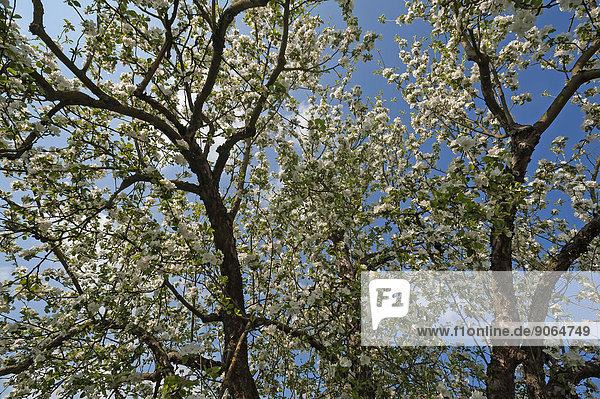 Blühender Apfelbaum (Malus) Bayern Deutschland