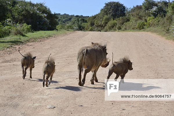 Warzenschweine (Phacochoerus africanus) auf der Flucht  Addo-Elefanten-Nationalpark  Ostkap  Südafrika