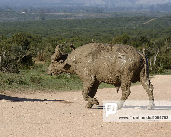 Kaffernbüffel (Syncerus caffer) nach dem Schlammbad  Addo-Elefanten-Nationalpark  Ostkap  Südafrika