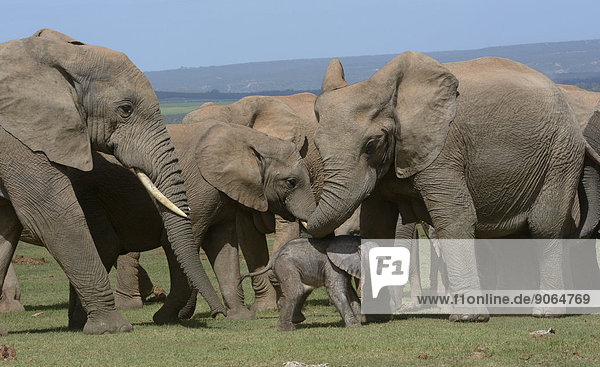 Afrikanische Elefanten (Loxodonta africana)  mit Jungtier  2 Tage  Addo-Elefanten-Nationalpark  Ostkap  Südafrika