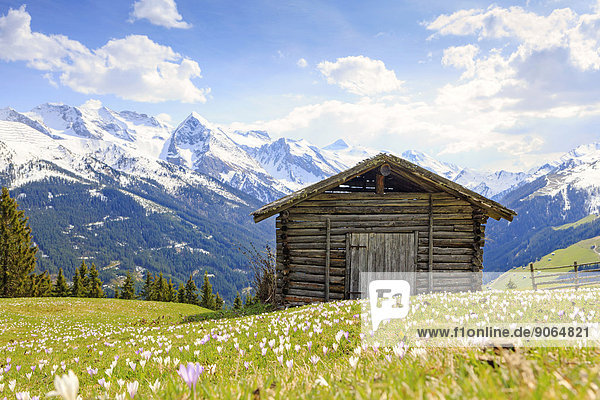 Old barn in a meadow of crocuses  the Zillertal Alps at the back  Zillertal valley  Tyrol  Austria