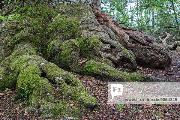 Alte Eiche (Quercus robur)  Detail  Urwald Sababurg  Nordhessen  Hessen  Deutschland