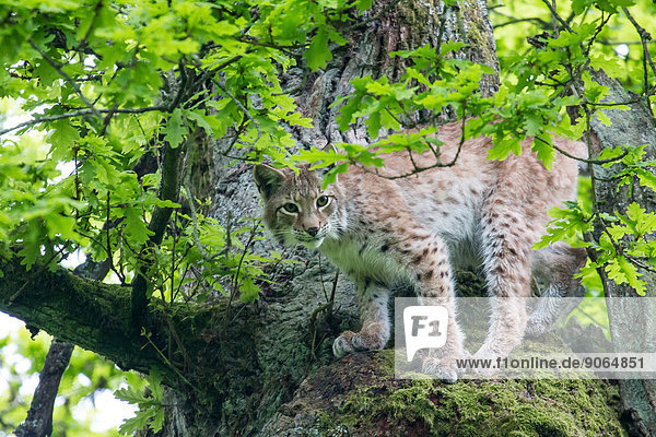Luchs (Lynx lynx) auf alter Eiche (Quercus robur)  captive  Nordhessen  Hessen  Deutschland