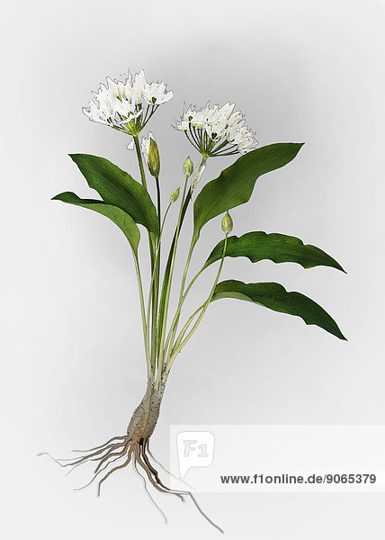 Bärlauch (Allium ursinum)  Illustration