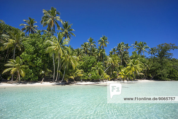 Lagune mit Sandstrand und Palmen  Peleliu  Palau  Mikronesien