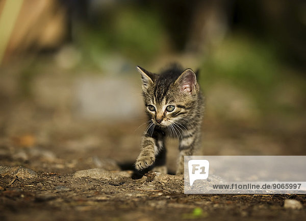 Tabby kitten on foot in a yard  Germany