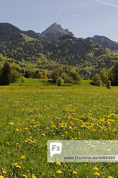 Deutschland Bayern Frühling in Hammer im Leitzachtal bei Bayerischzell