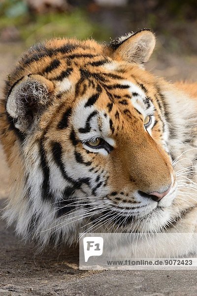 Portrait of a Siberian tiger (Panthera tigris altaica).