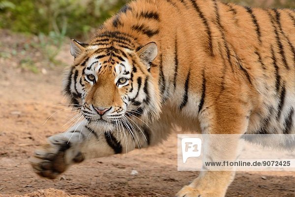 Close-up of a hunting Siberian tiger (Panthera tigris altaica).