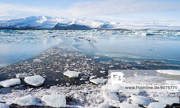 The glacial lagoon Joekulsarlon with glacier Breithamerjoekull in the Vatnajoekull NP. In the background is peak Oeraefajoekull  the highst mountain in Iceland. Harbor or Common seals basking on the ice in the lagoon. europe  northern europe  iceland  February.