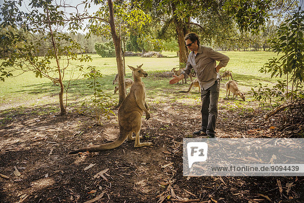 Australien  New South Wales  Mann  der sich auf einen Händedruck mit Känguru vorbereitet.