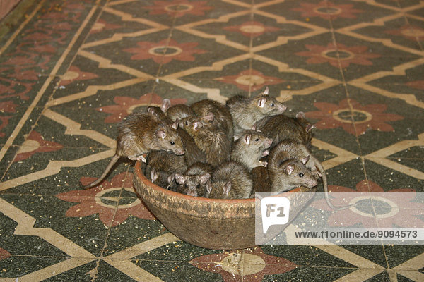 Indien  Rajasthan  Deshnoke  Ratten sitzen in der Schüssel im Karni Mata Tempel