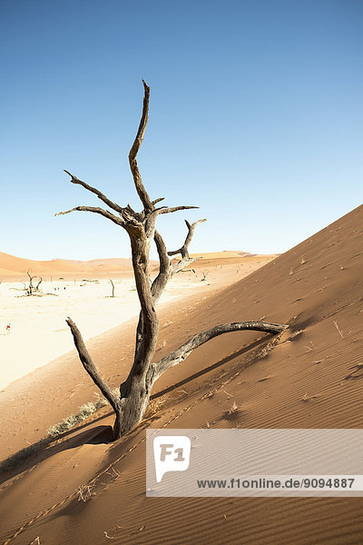 Afrika  Namibia  Sossusvlei  Sanddüne  Tote Bäume