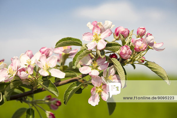Deutschland  Hamburg  Gebiet Altes Land  Apfelblüten  Malus domestica  im Frühjahr