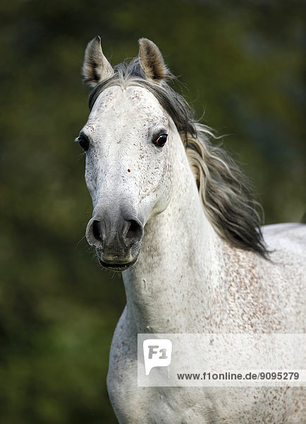 Deutschland  Baden-Württemberg  Arabisches Pferd  Equus ferus caballus