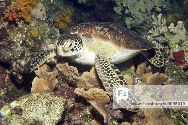 Karibik  Antillen  Curacao  Westpunt  Grüne Meeresschildkröte  Chelonia mydas