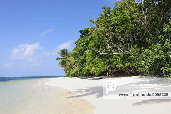 Seychellen  Praslin  Blick auf Sandstrand mit Palmen